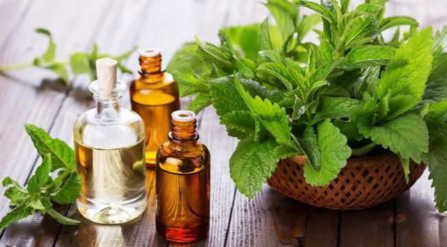 Tinh dầu chữa trị vết côn trùng cắn