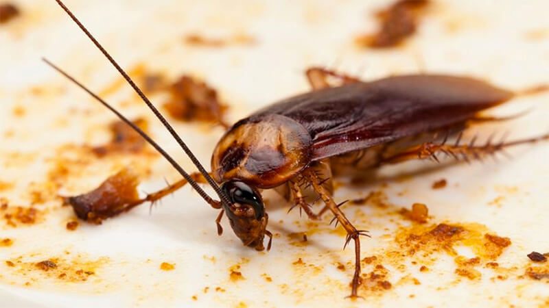 Cách diệt gián tận gốc và đuổi gián hiệu quả