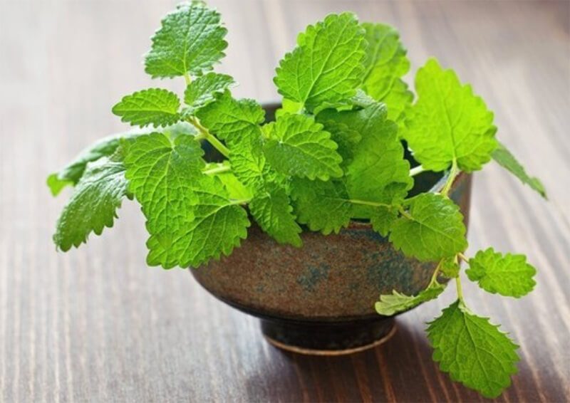 Mùi hương của bạc hà