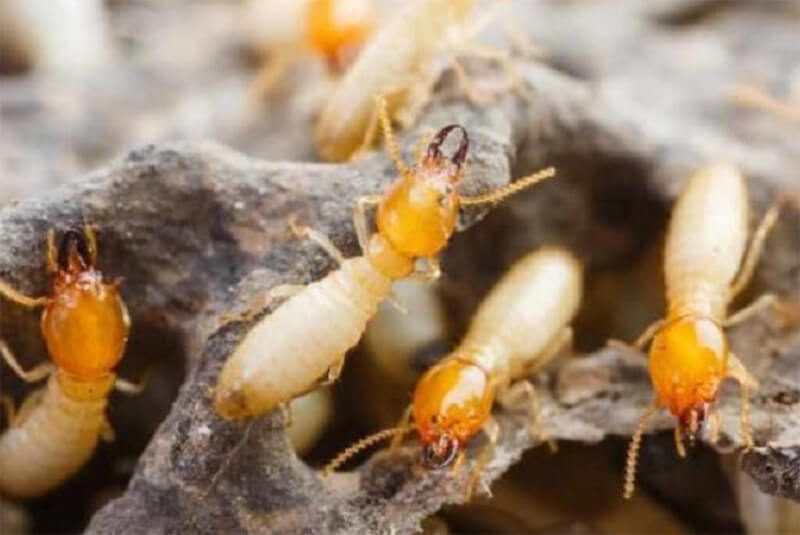 Những cách diệt mối dân gian được áp dụng nhiều nhất