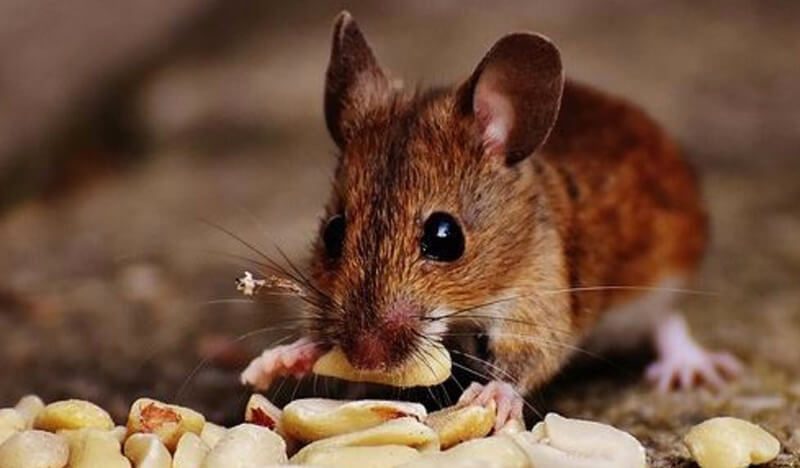 Thuốc diệt chuột loại nào tốt nhất hiện nay?