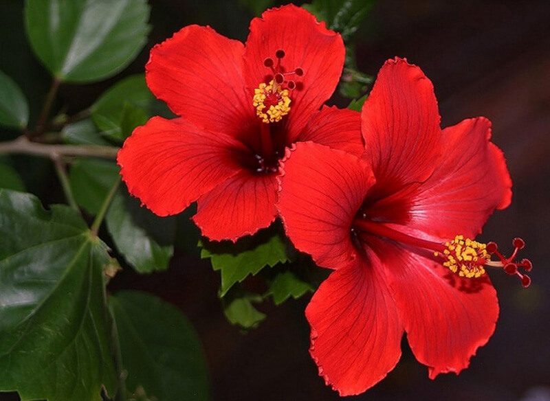 Hoa dâm bụt để làm son nên chọn màu đỏ tươi