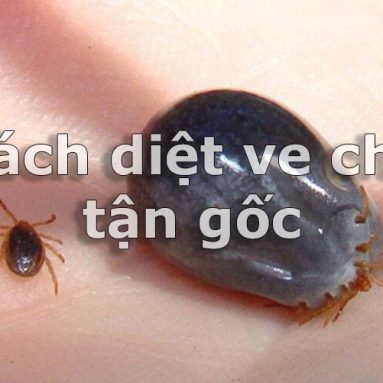 Cách diệt ve chó tận gốc hiệu quả trong và ngoài nhà