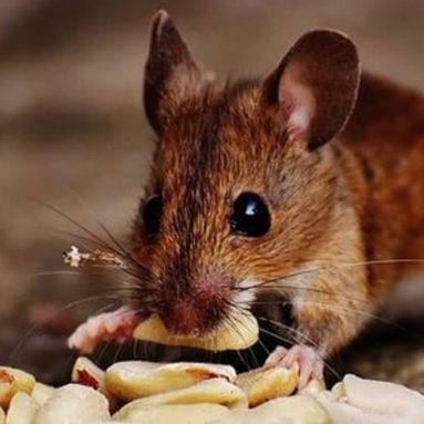 Thuốc diệt chuột loại nào tốt nhất hiện nay?